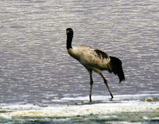 India-Ladakh-Himalaya Horse Safari